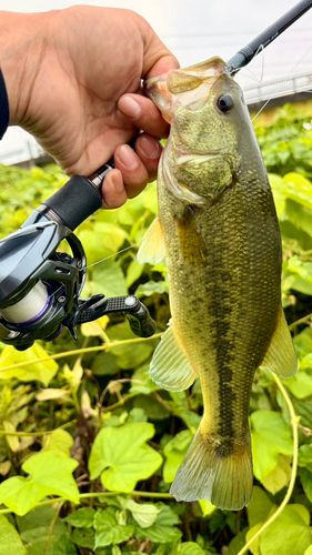 ラージマウスバスの釣果