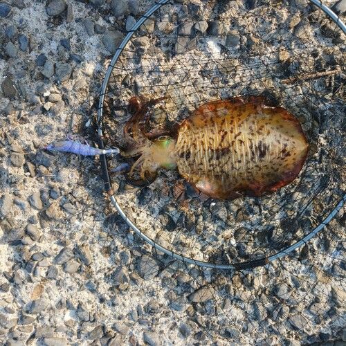 アオリイカの釣果