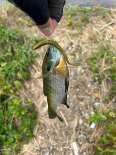 ブルーギルの釣果