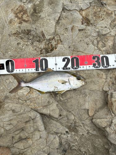 ショゴの釣果