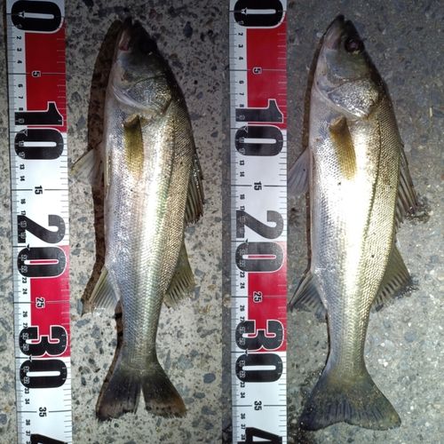 セイゴ（マルスズキ）の釣果