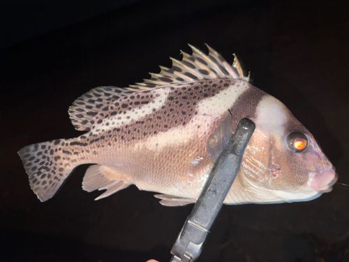 コショウダイの釣果