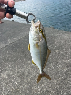 ショゴの釣果