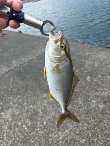 ショゴの釣果