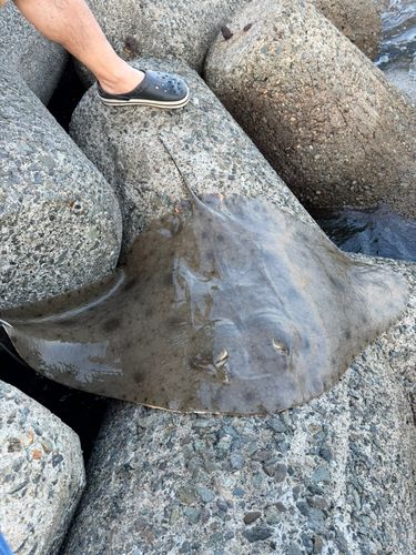 エイの釣果