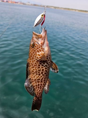 オオモンハタの釣果