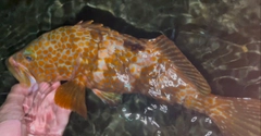 キジハタの釣果