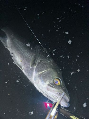 スズキの釣果