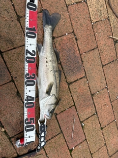 フッコ（マルスズキ）の釣果
