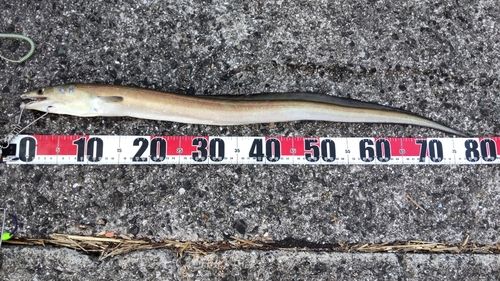 ハモの釣果