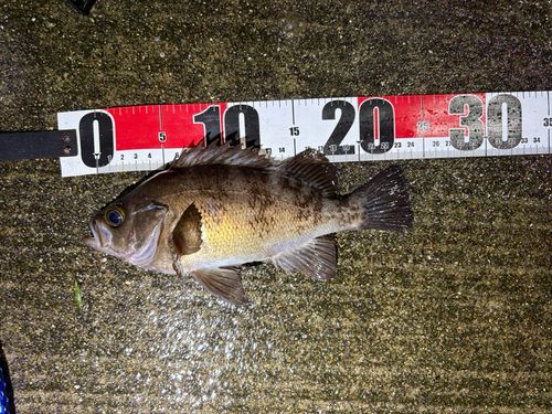 メバルの釣果