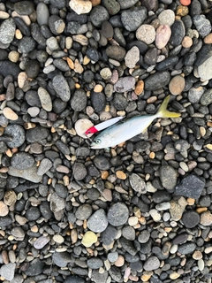 ツバスの釣果