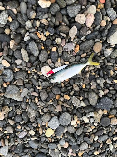 ツバスの釣果