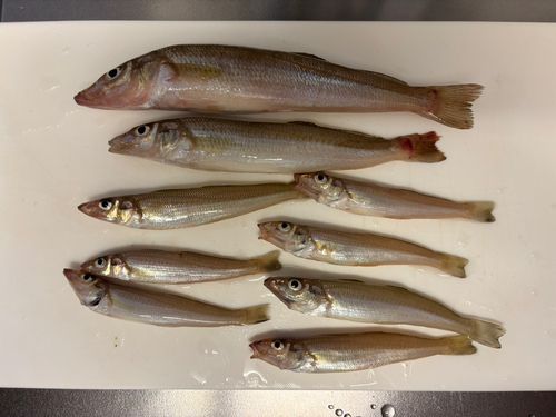キスの釣果