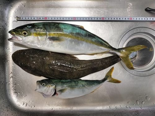 イナダの釣果