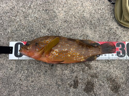 キジハタの釣果