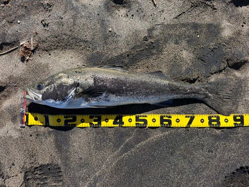 スズキの釣果