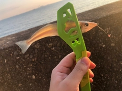 キスの釣果