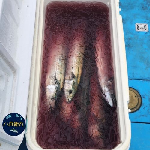 サワラの釣果