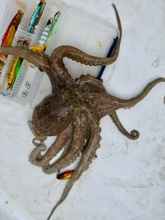 マダコの釣果