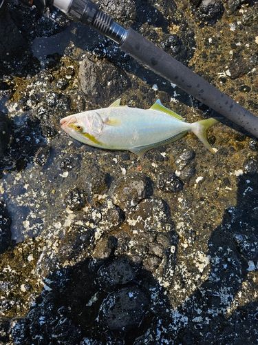 カンパチの釣果