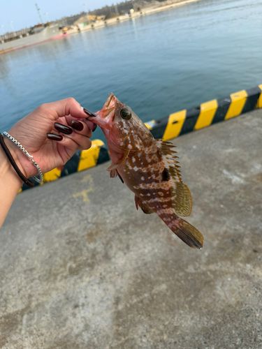 キジハタの釣果