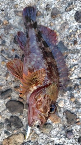 カサゴの釣果