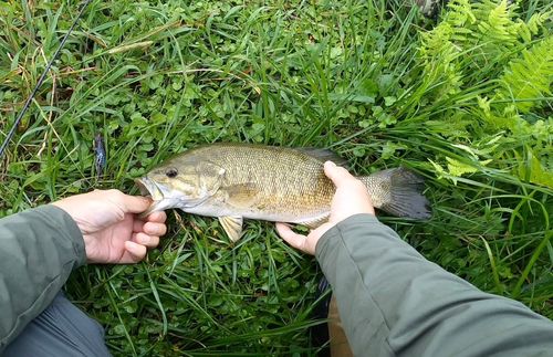 スモールマウスバスの釣果