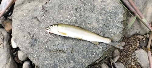 アユの釣果