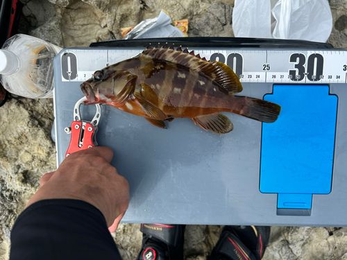 アカハタの釣果