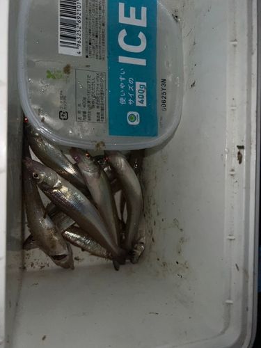 キスの釣果
