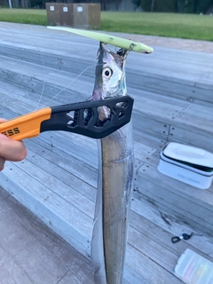 タチウオの釣果