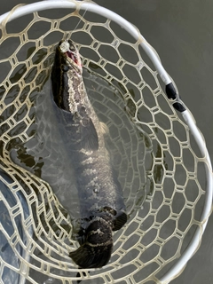 ライギョの釣果
