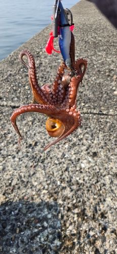 タコの釣果