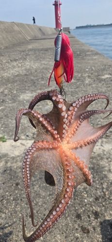 タコの釣果