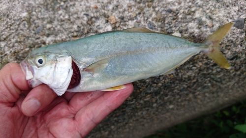コゾクラの釣果
