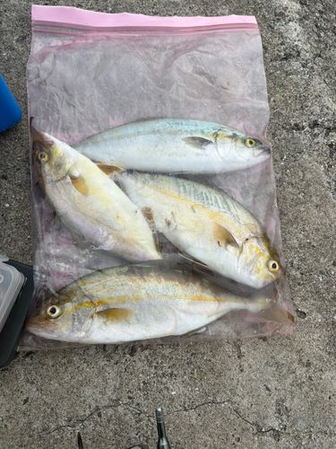 ショゴの釣果