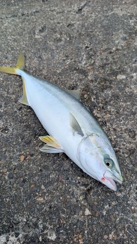 ワカシの釣果