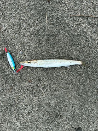 カマスの釣果