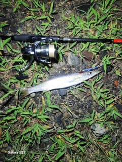 カマスの釣果