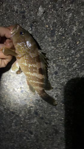 ガシラの釣果