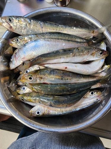 イワシの釣果