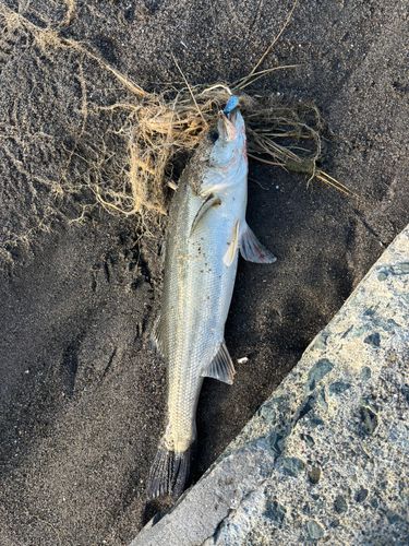 スズキの釣果