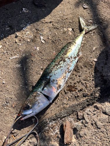 サバの釣果