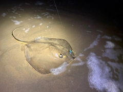 アカエイの釣果