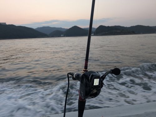 マアジの釣果