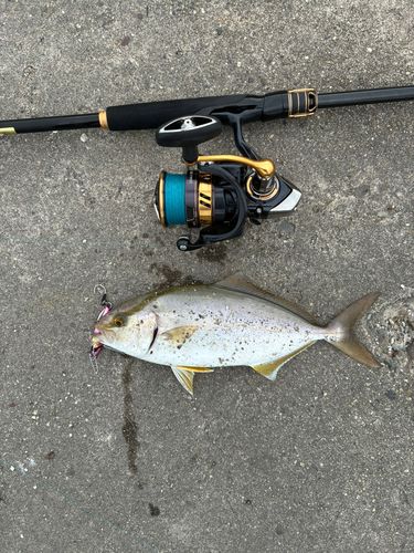 ショゴの釣果