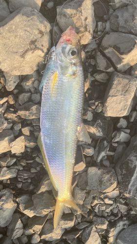 ヒラの釣果