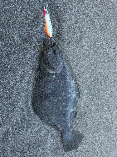 ソゲの釣果