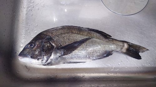 クロダイの釣果